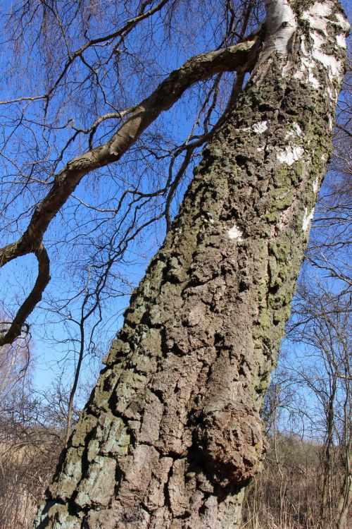 birch nature tree