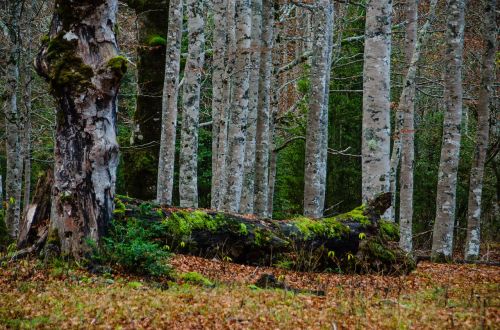 birch forest mysticism