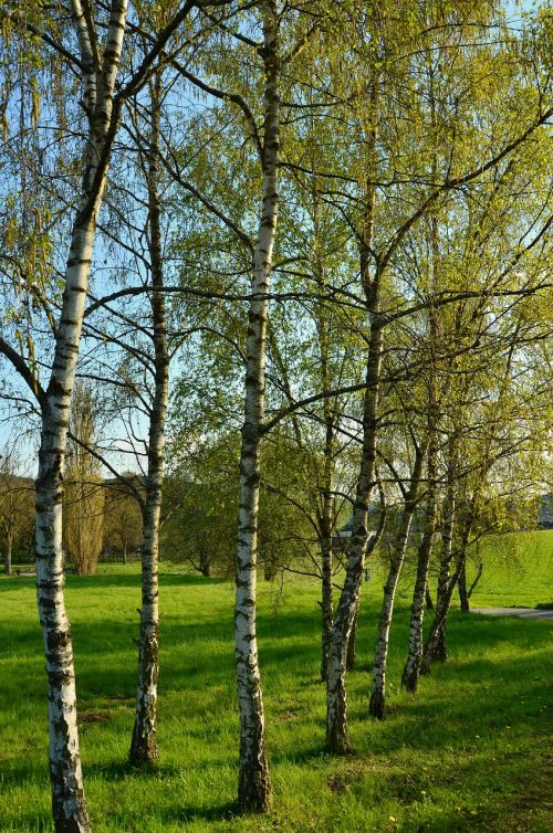 birch trees spring