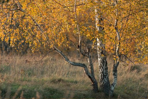 birch autumn golden autumn