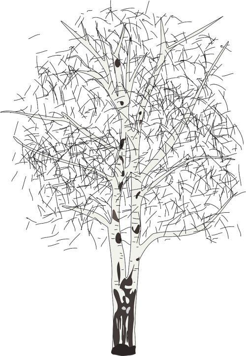 birch tree plant