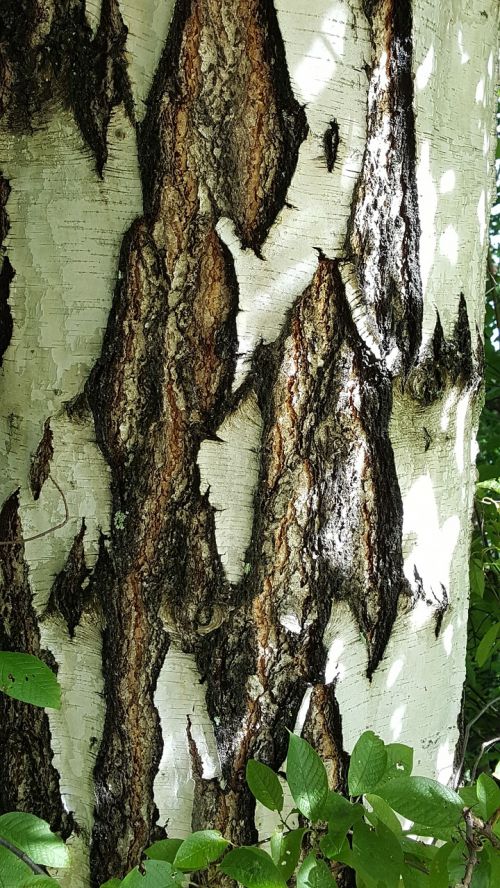 birch nature summer