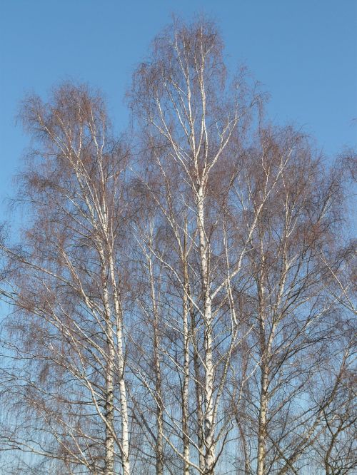 birch birch grove trees