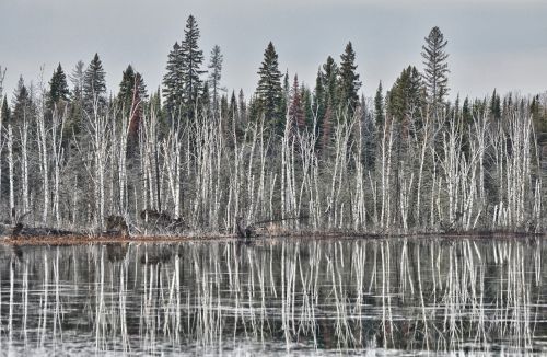 birch winter lake