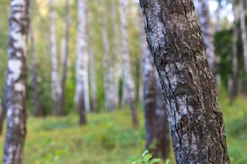 birch birchwood forest