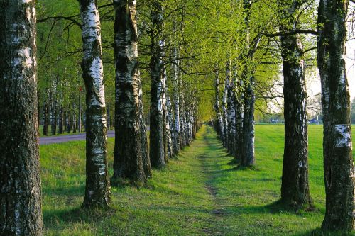 birch path trees