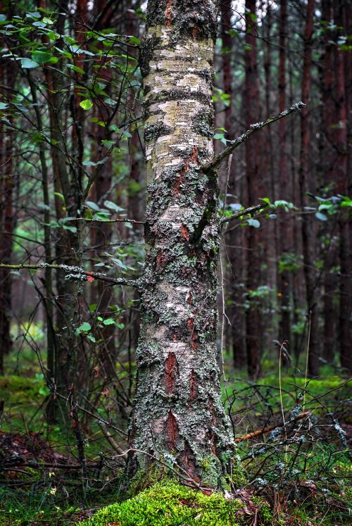 birch forest the bark