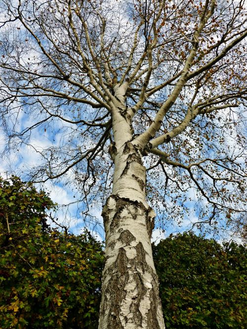 birch tree deciduous tree