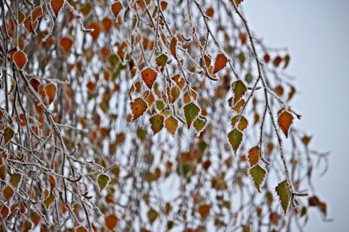 birch eiskristalle frost