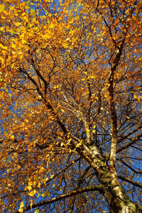 birch autumn leaves