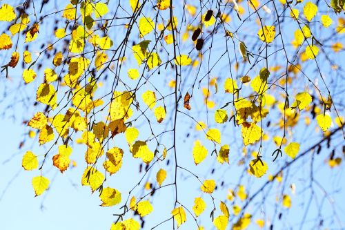 birch fall leaves autumn