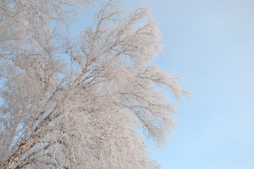 birch winter leann