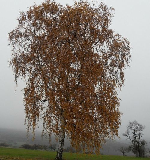 birch autumn tree