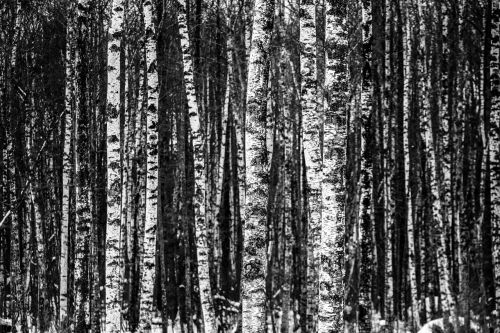 birch forest trees