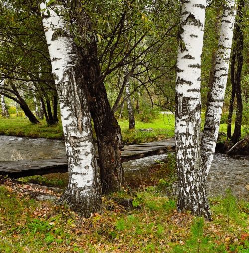 birch trees river