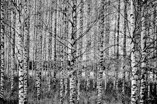 birch tree black and white