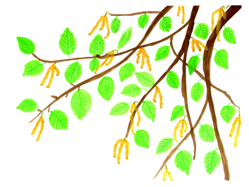 birch branch leaves