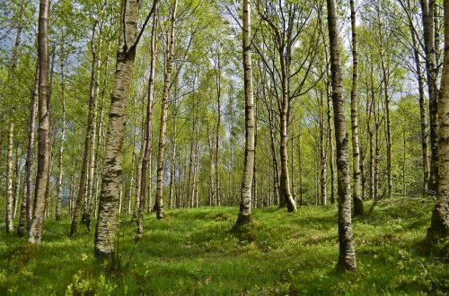 birch birch forest forest