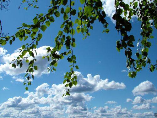 birch branches sky