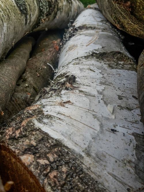 birch wood birch bark