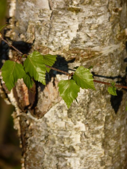 birch bark tree
