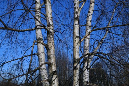 birch tree finnish
