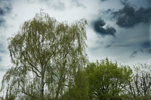 birch crown nature