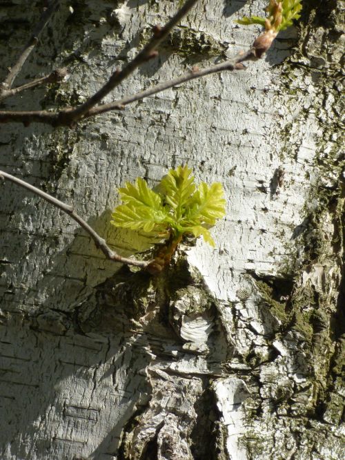 birch spring branch