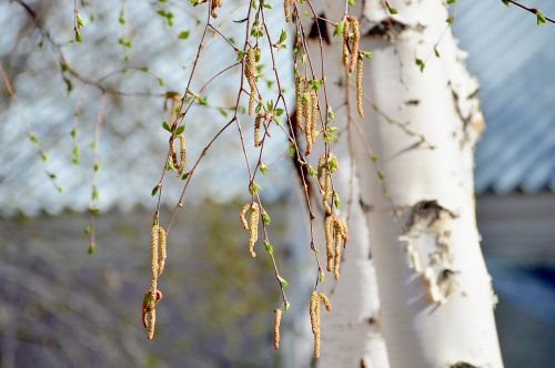 birch earrings trees