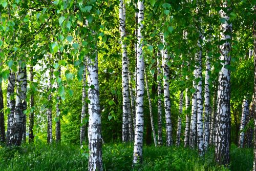 birch grove forest