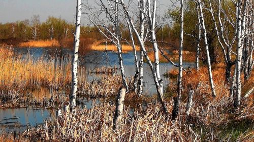 birch nature spring