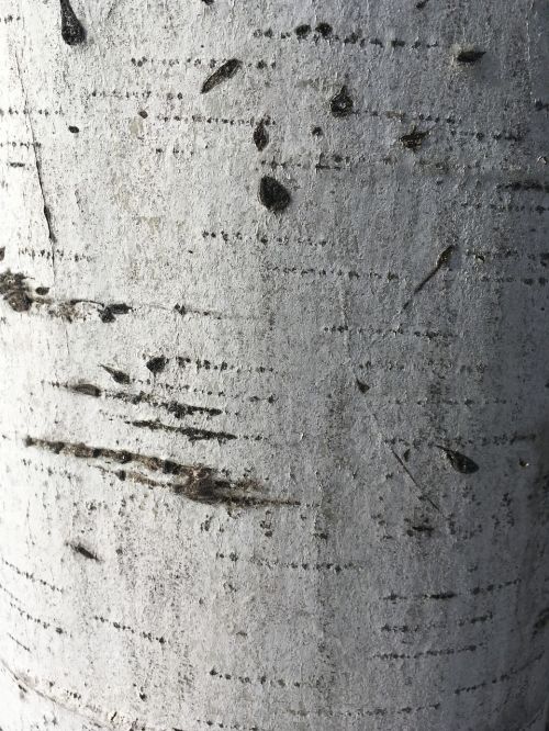 birch texture bark
