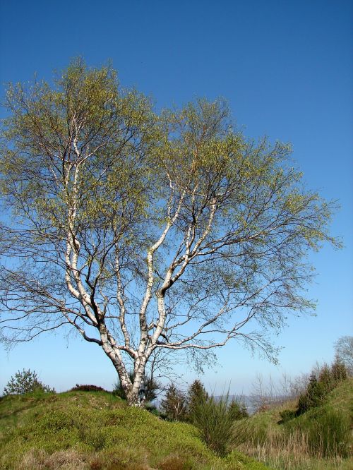 birch tree individually
