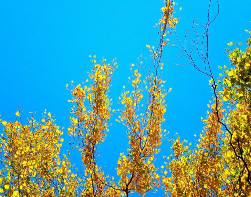 birch yellow blue