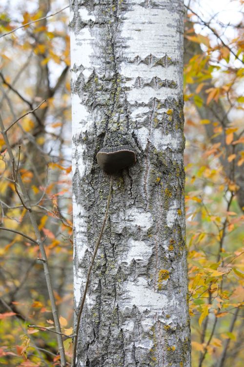birch birch tree trunk