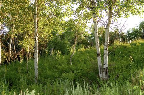birch brkenwald trees