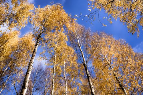 birch forest sky