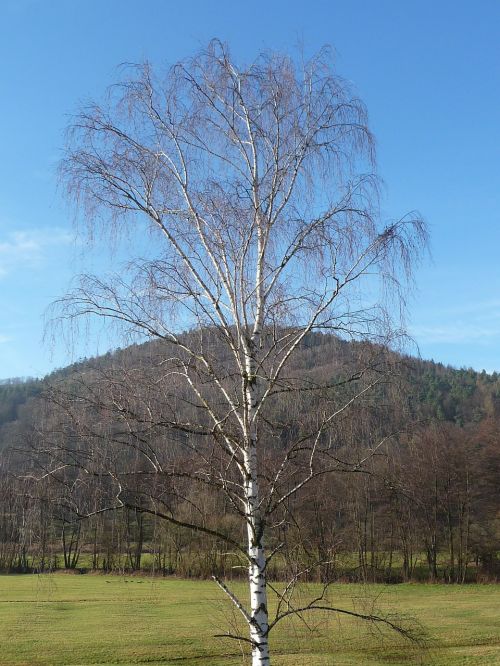 birch nature tree