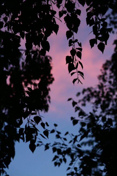 birch sky evening