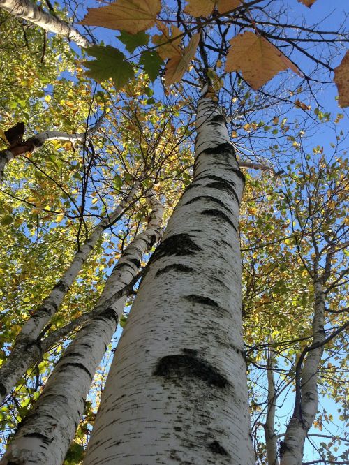 birch close-up branch