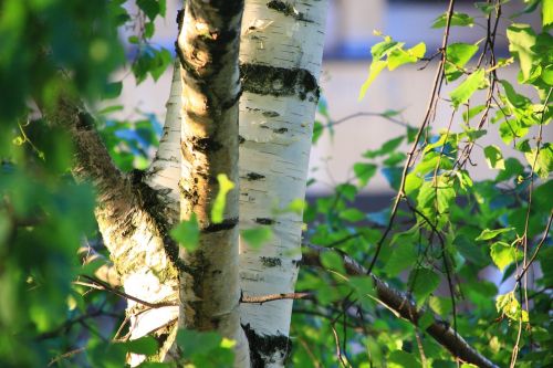 birch tree closeup