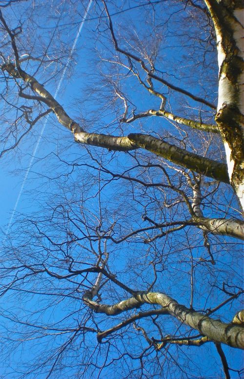 birch blue sky summer