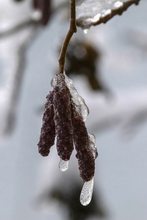 birch blossom frozen