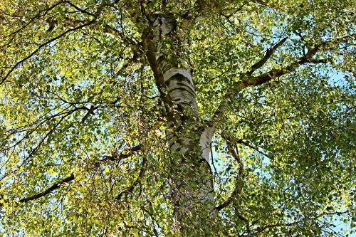 birch crown nature