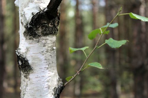 birch forest the bark