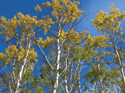 birch trees sky