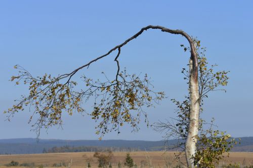 birch tree nature