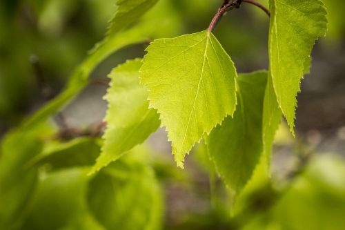 birch leaf nature