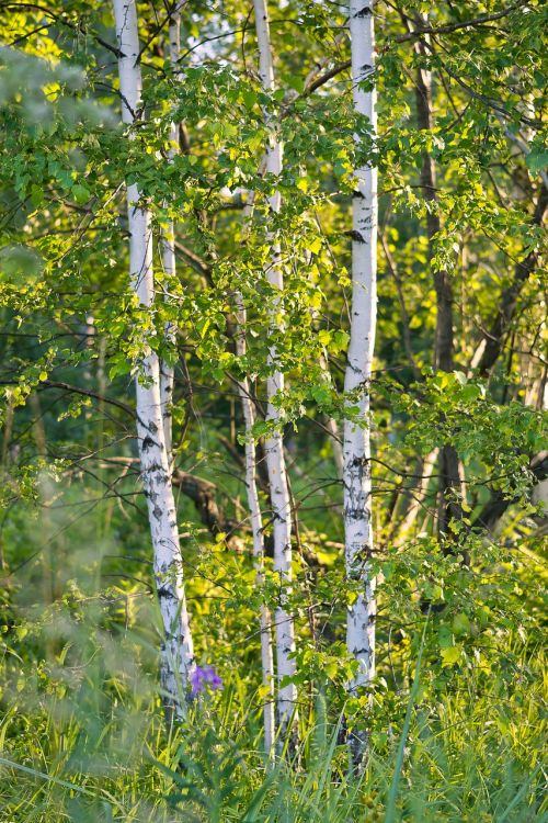 birch summer white