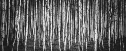 birch brezový grove nature